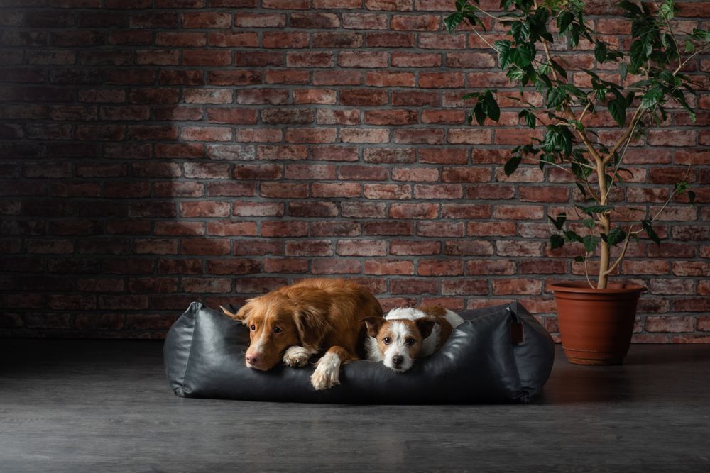 The Best American Kennel Club Dog Beds for Your Canine