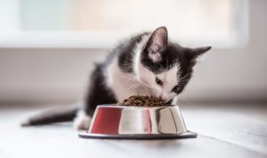 The-Best-Cat-Food-for-Indoor-Cats-Our-Top-7-Picks
