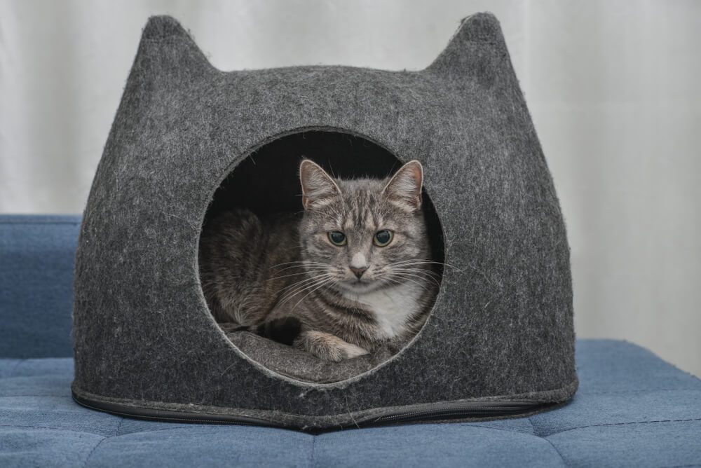 Cat sitting in cat house