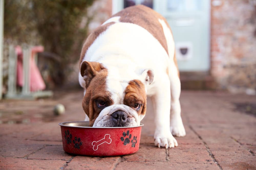 Dog Food For Allergies