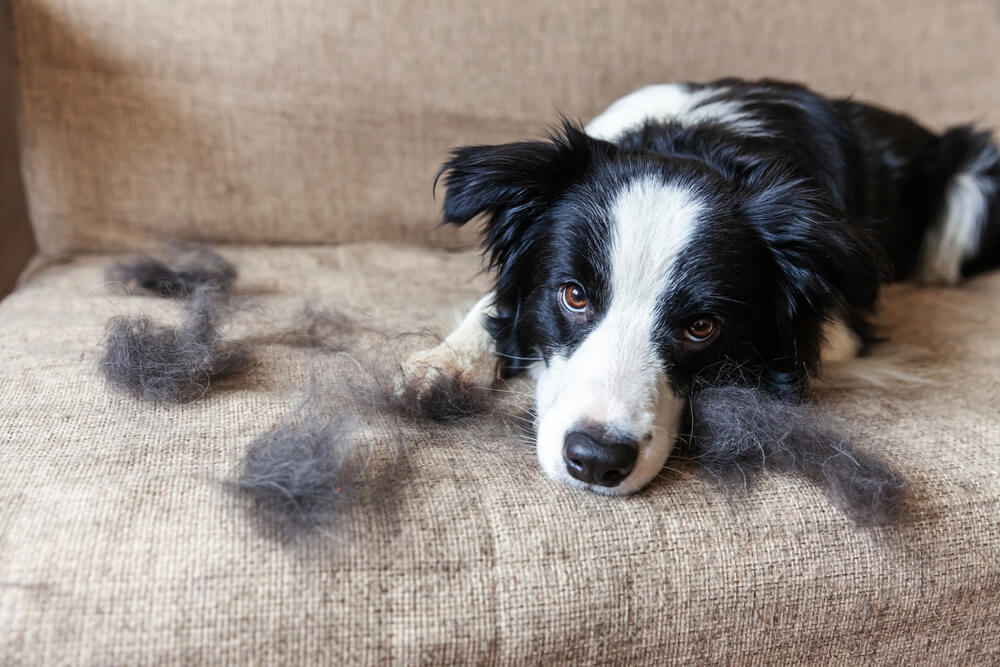 The Best Home Remedies for Dog Hair Loss + Causes and Symptoms -  