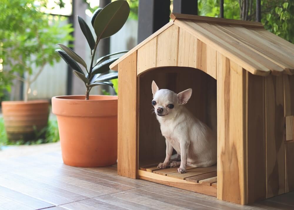 modern dog house