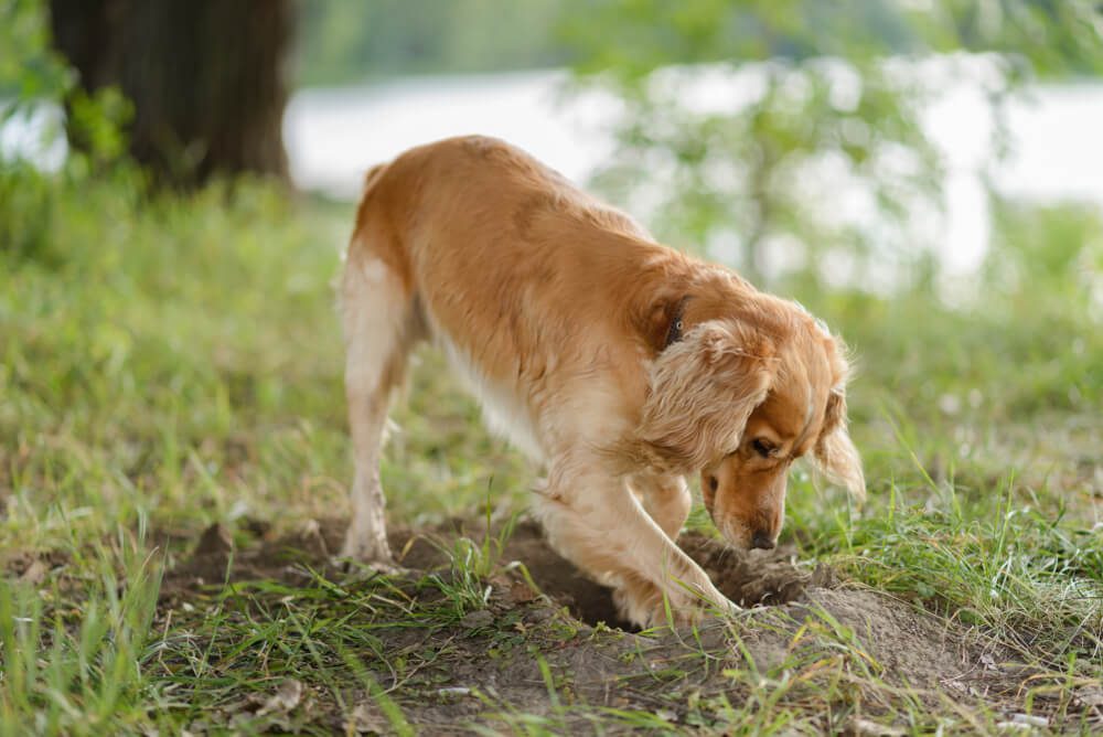 how to stop a dog from digging