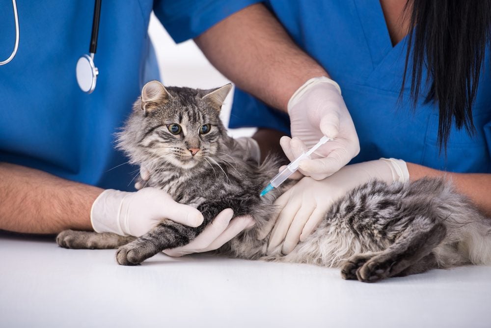 Vaccination Site Limps in Cats