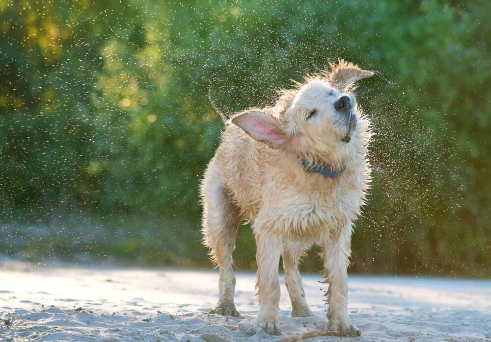 Water in Dog Ear