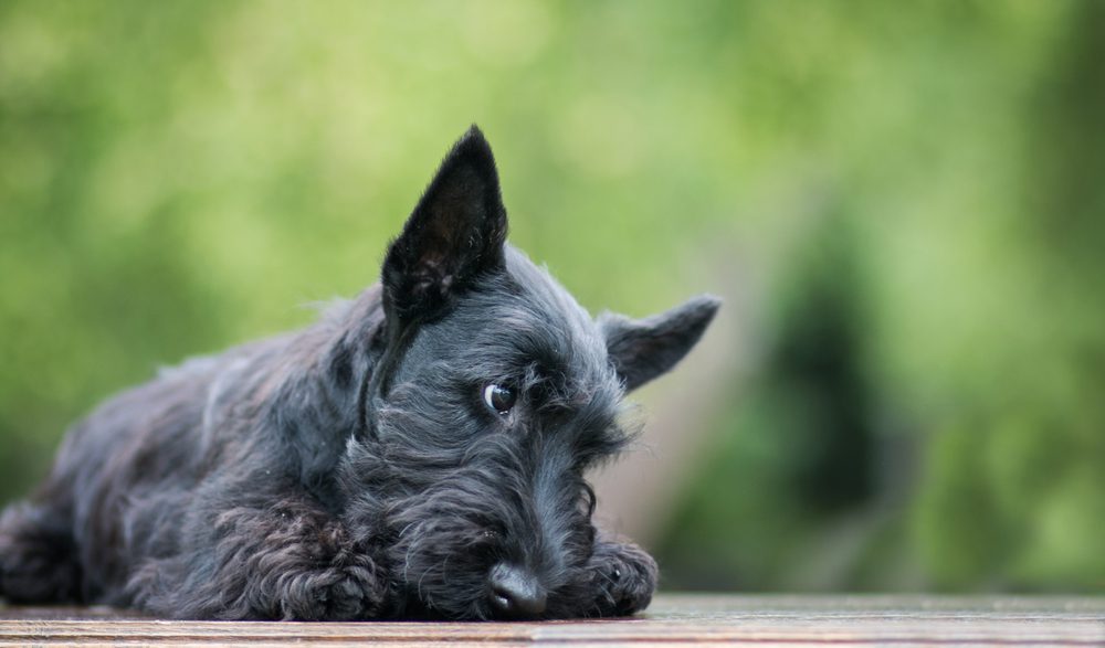 What Causes Bladder Cancer in Dogs