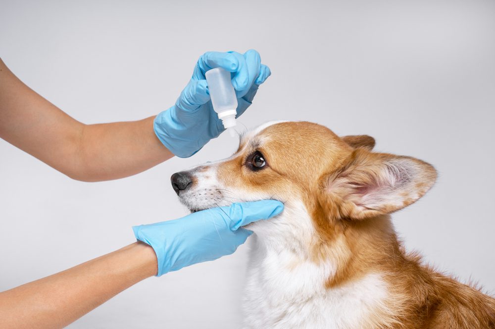 What Conditions do Eye Drops Help Treat in Dogs