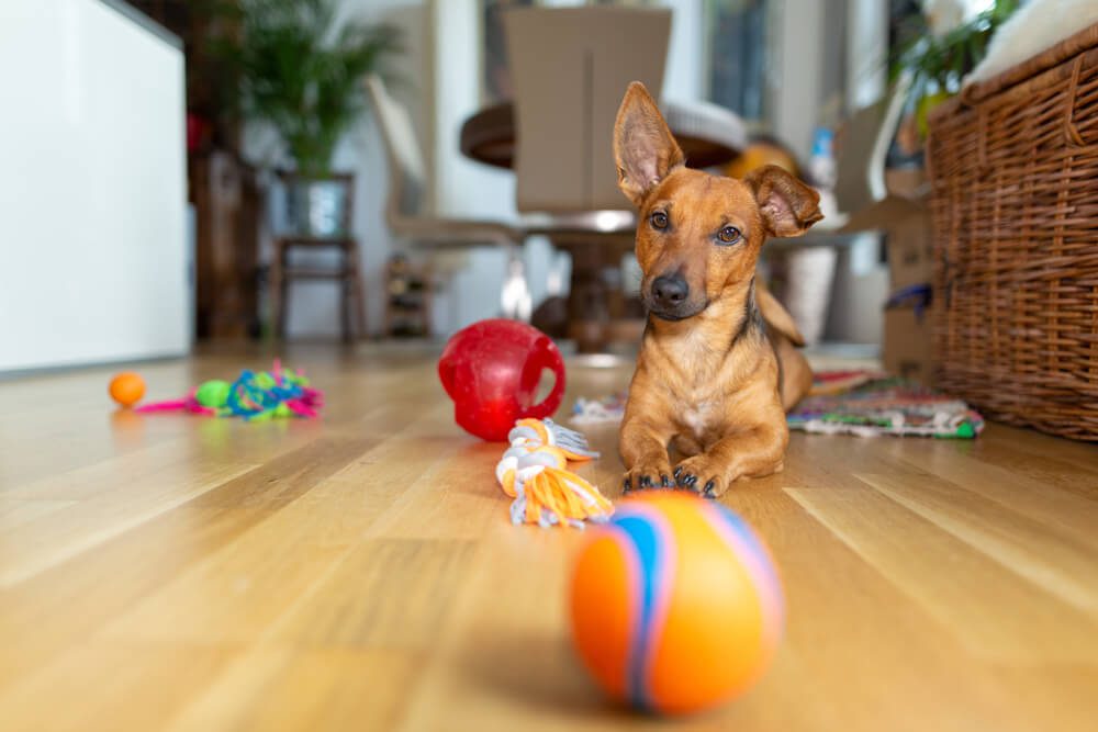 What Dog Toys Help With Separation Anxiety