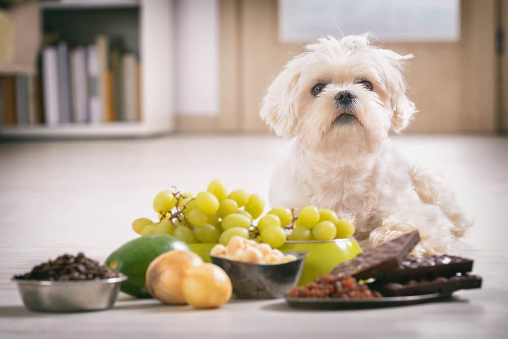 What foods are toxic to dogs