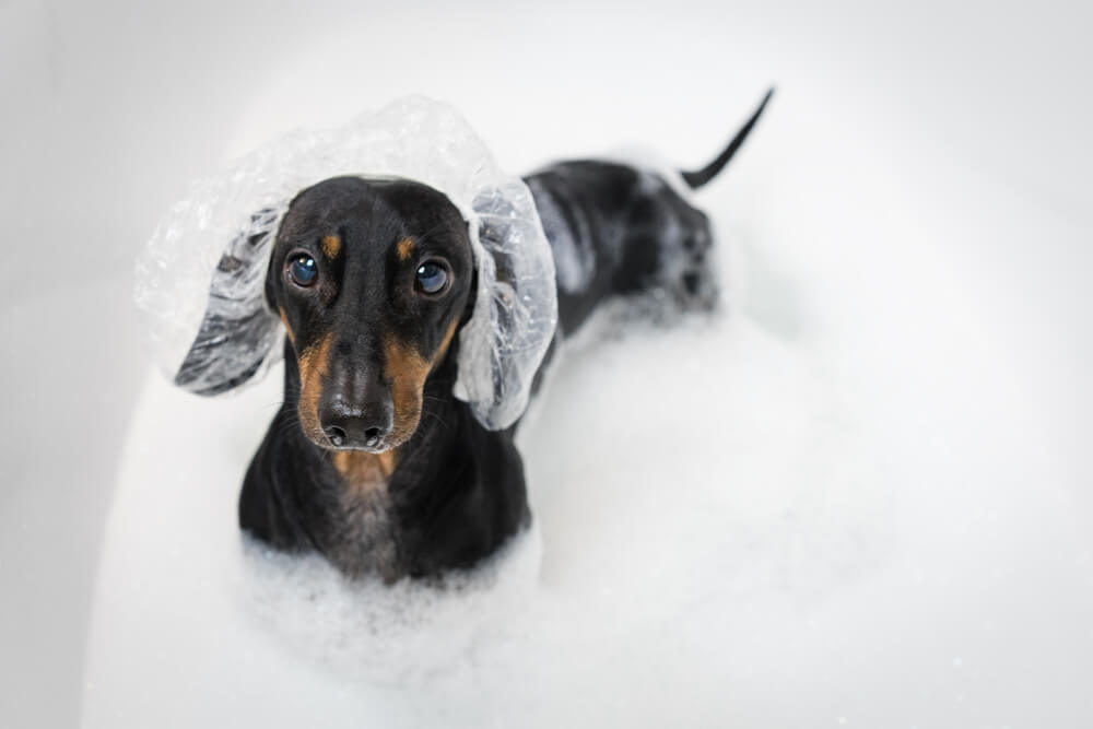 What Ingredients Should Not be in a Dog Shampoo