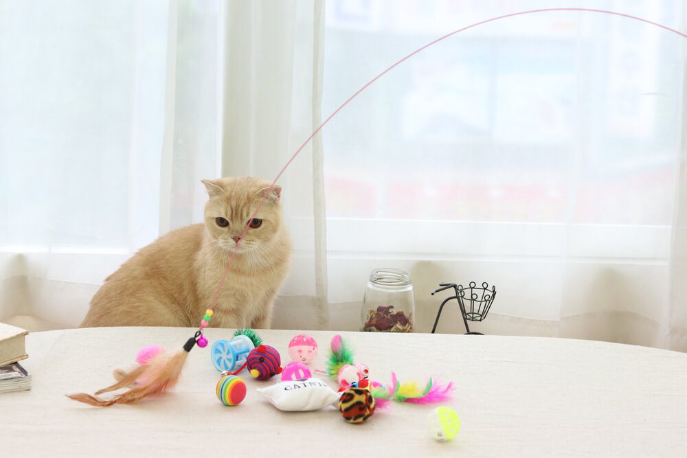 what should I look for in interactive cat toys