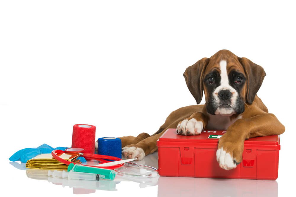 What Should be in a Dog First Aid Kit 