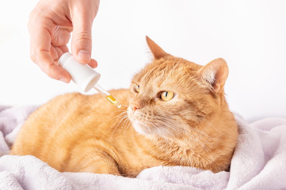 What Supplements Help Cats With Anxiety