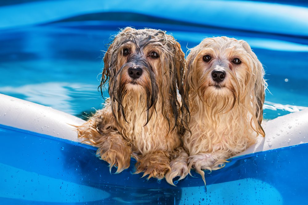 What Type of Pool is Best for Dogs