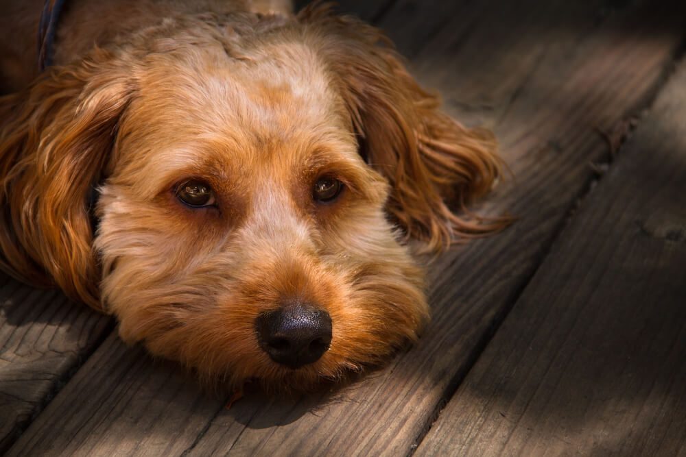 What Can I Feed My Dog to Stop Diarrhea?