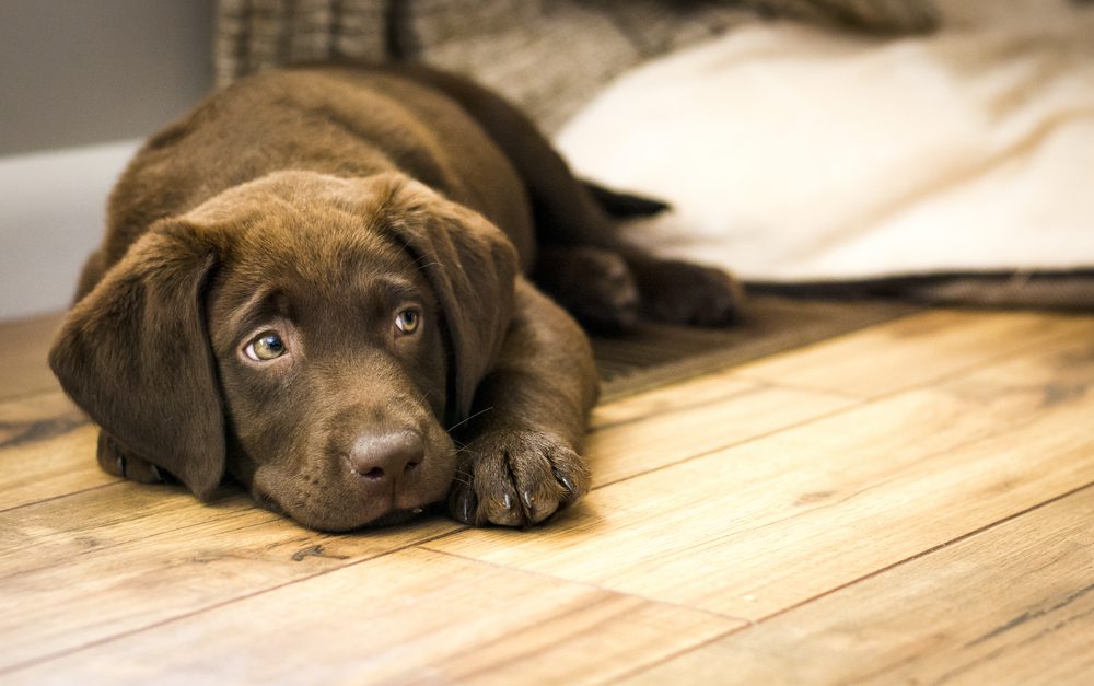 What are Signs of Lethargy in Dogs