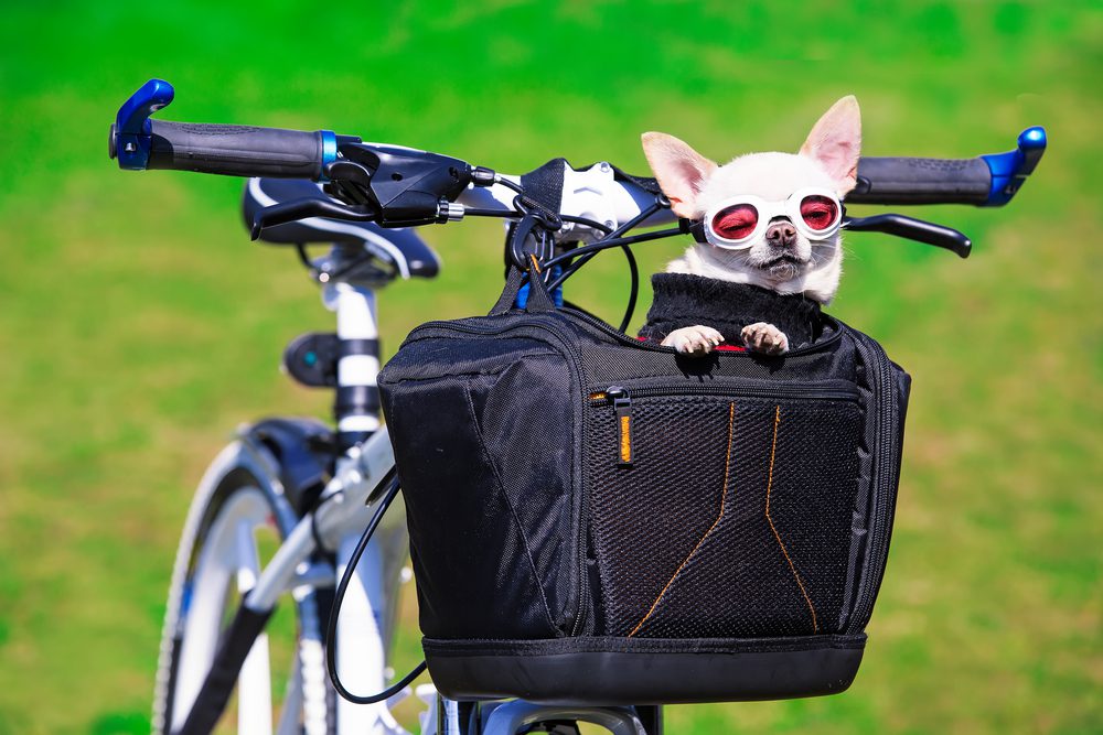What-are-the-Benefits-of-Biking-With-a-Dog