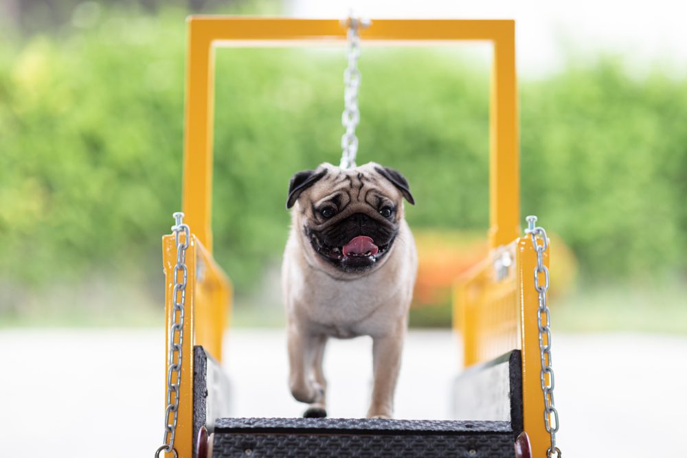 What-are-the-Benefits-of-Buying-a-Cheap-Dog-Treadmill