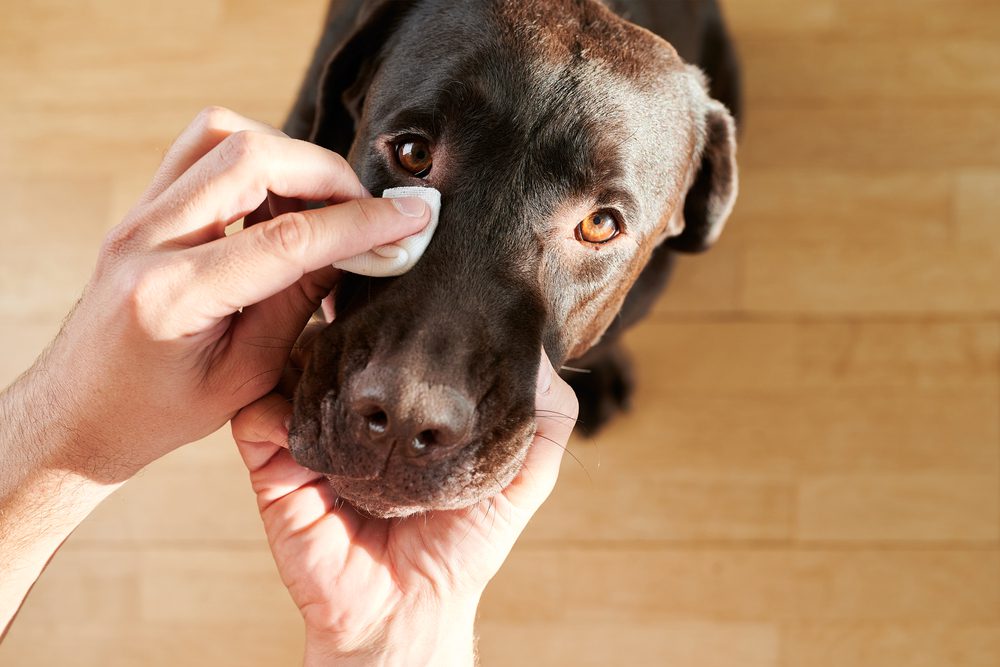 What-are-the-Benefits-of-CBD-for-Dog-Glaucoma