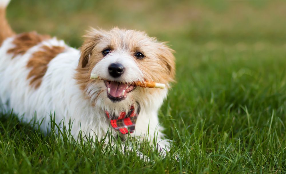What are the Benefits of Dental Chews for Dogs