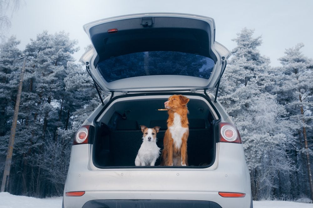 What are the Benefits of Dog Ramps for Cars