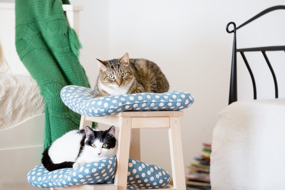 What-are-the-Best-Cat-Stairs-for-Beds