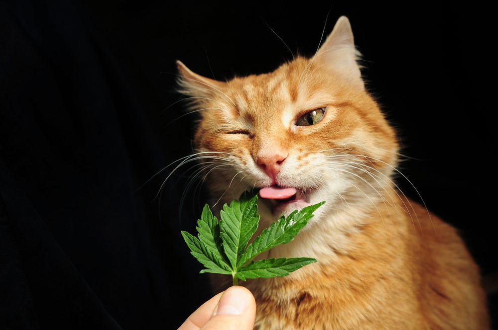 What-is-CBD-for-Cats