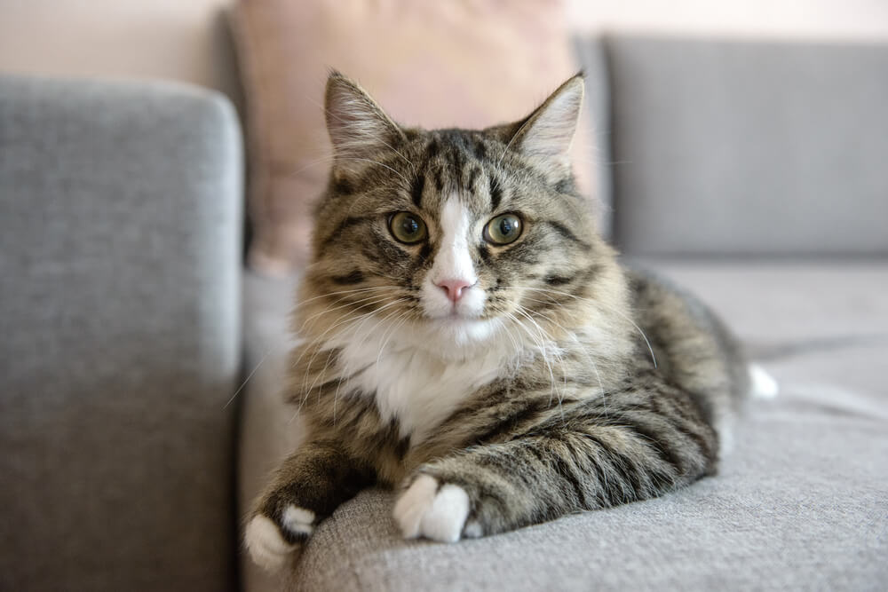 What is Hip Dysplasia in Cats