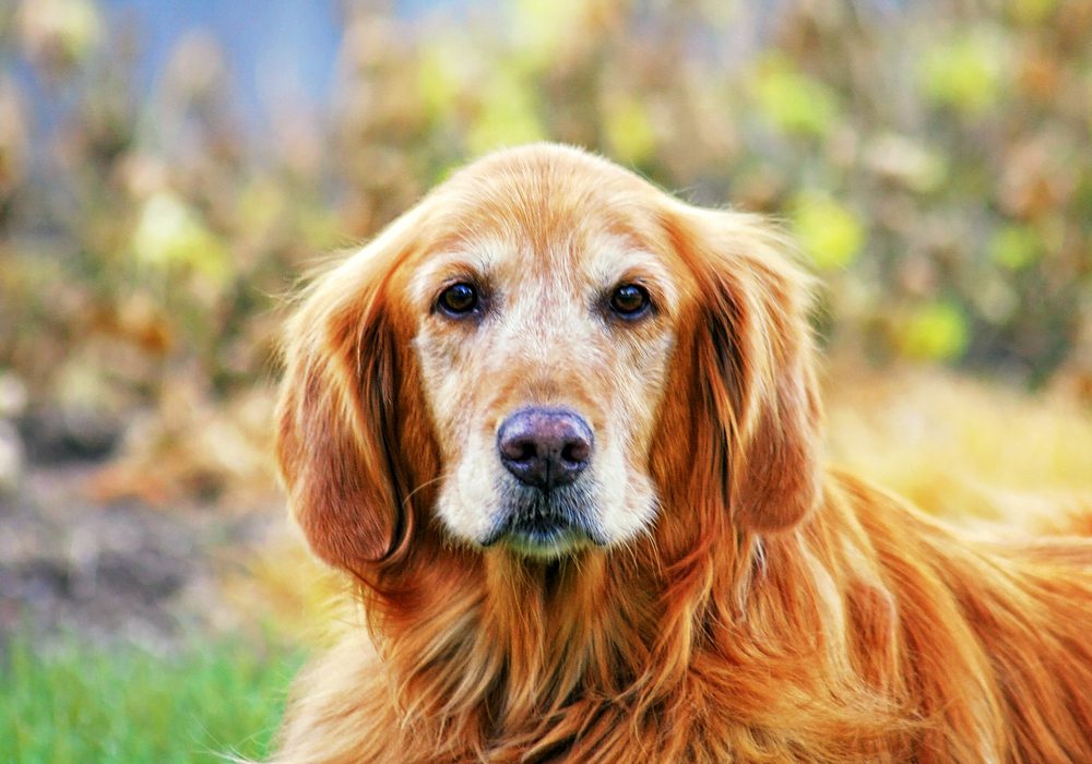 What is Lung Cancer in Dogs