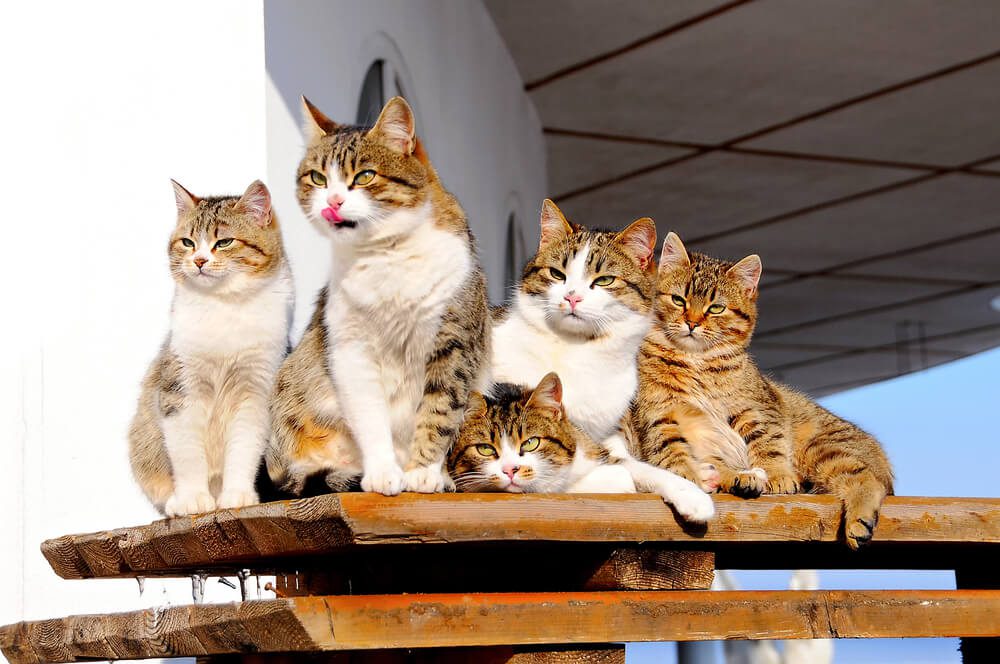 Sábana Caballo Ambiguo What is a Group of Cats Called? The Origin of Clowder - Veterinarians.org