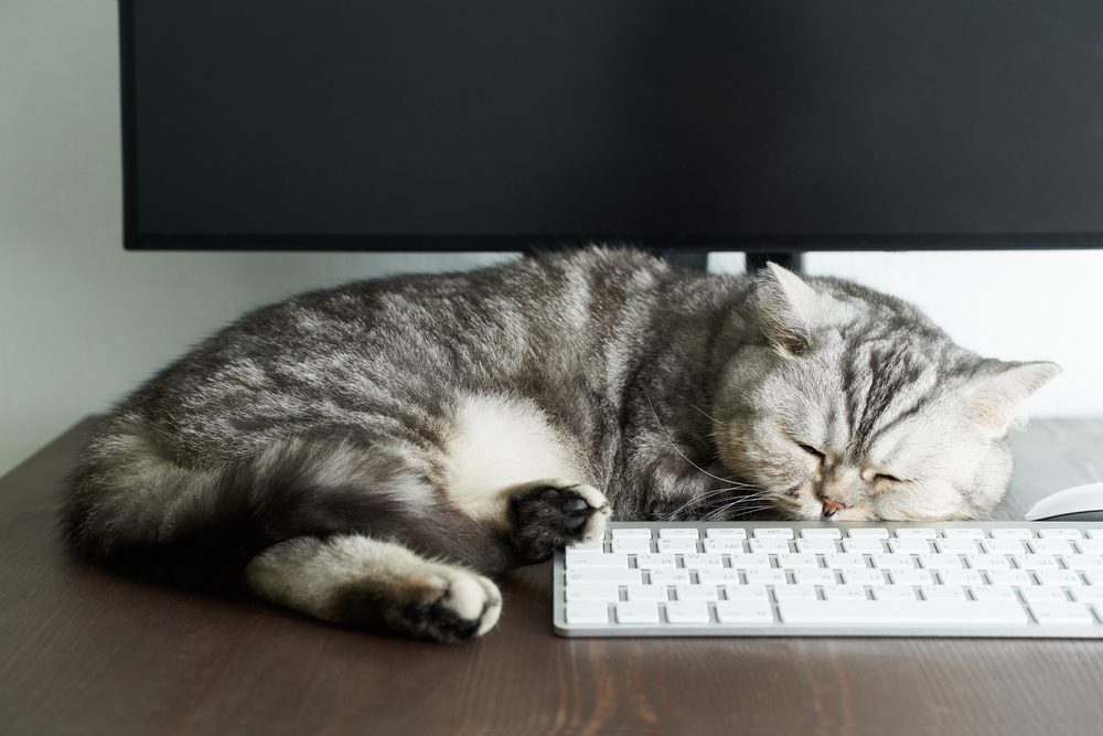 What-is-the-Best-Cat-Desk-Bed