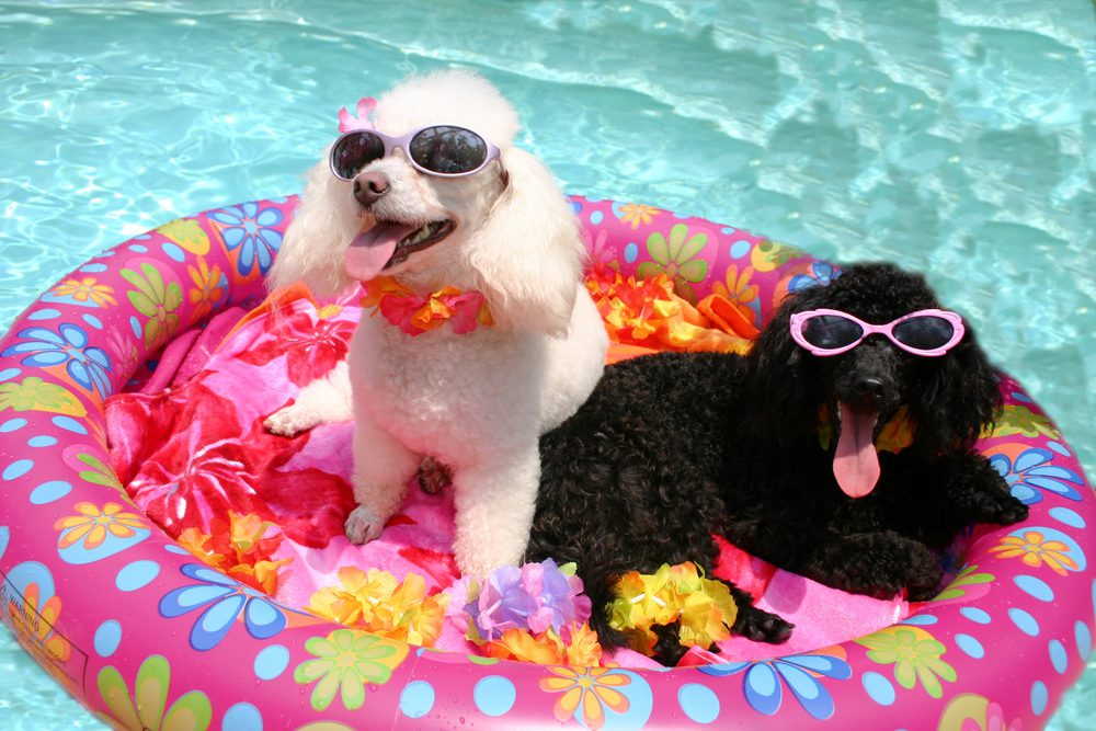 What-is-the-Best-Dog-Pool-Float