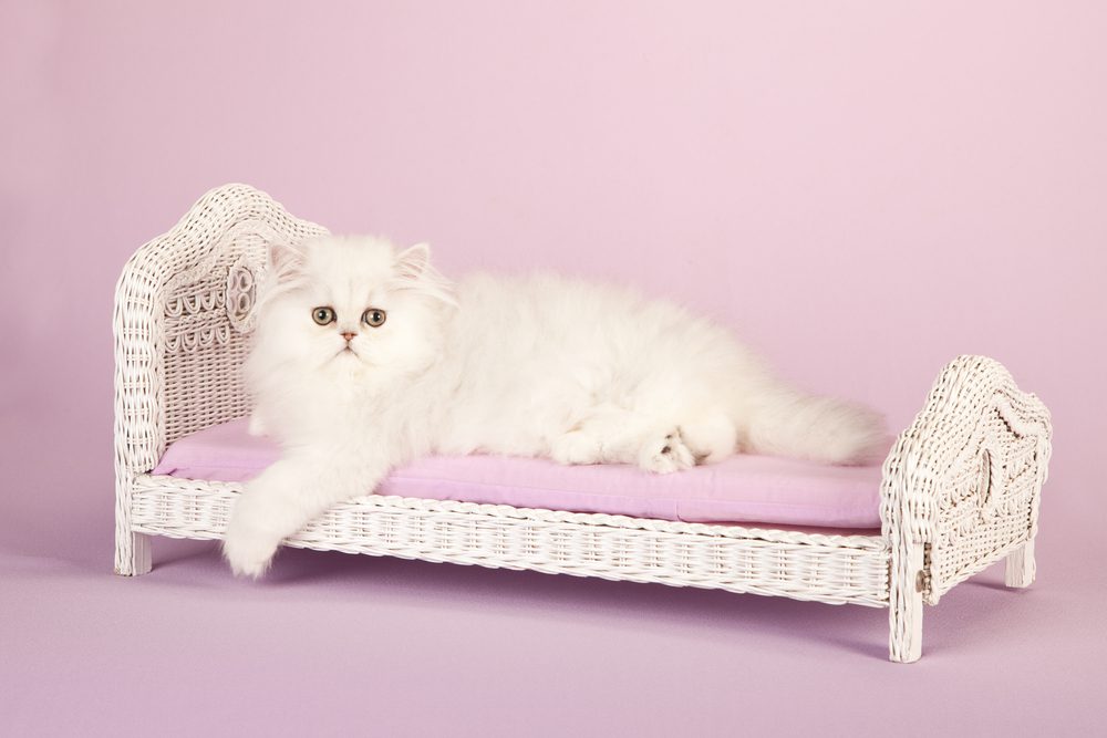 What-is-the-Best-Elevated-Cat-Bed