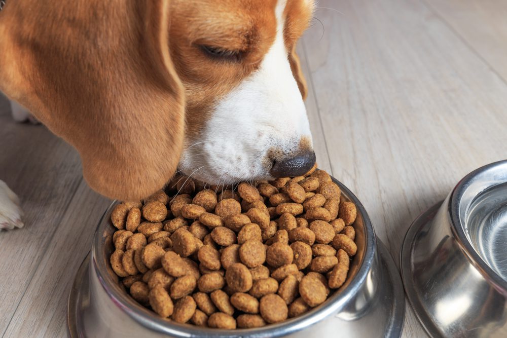 What to Look for in Cheap Quality Dog Food
