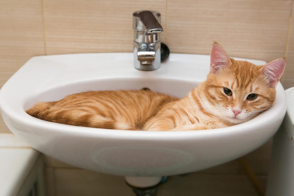 When Should I Be Concerned About My Cats Diarrhea