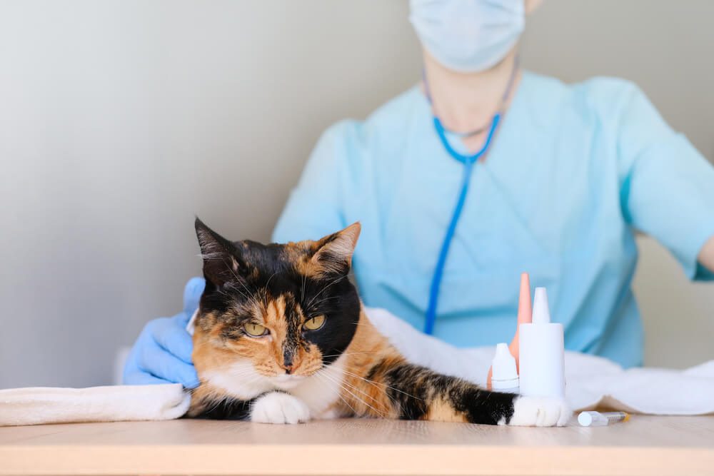 When Should I Take My Cat to the Vet for Diarrhea and Vomiting