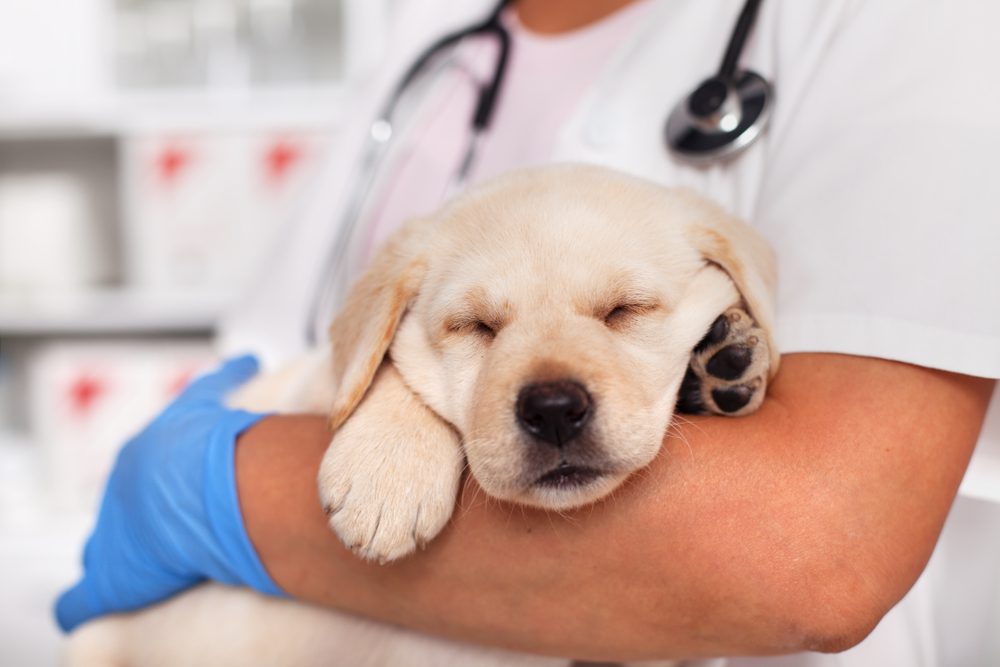 When to Give Your Puppy CBD Oil