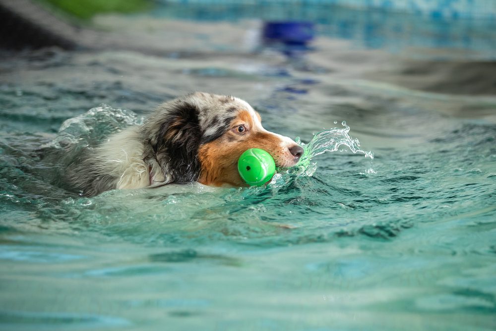 Why-Buy-Pool-Toys-for-Your-Dog