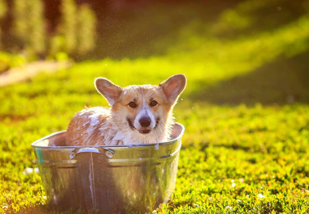 Why Do Dogs Need Their Own Shampoo