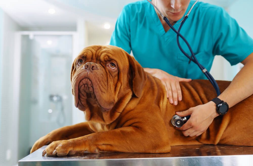 arthritis in dogs treatment