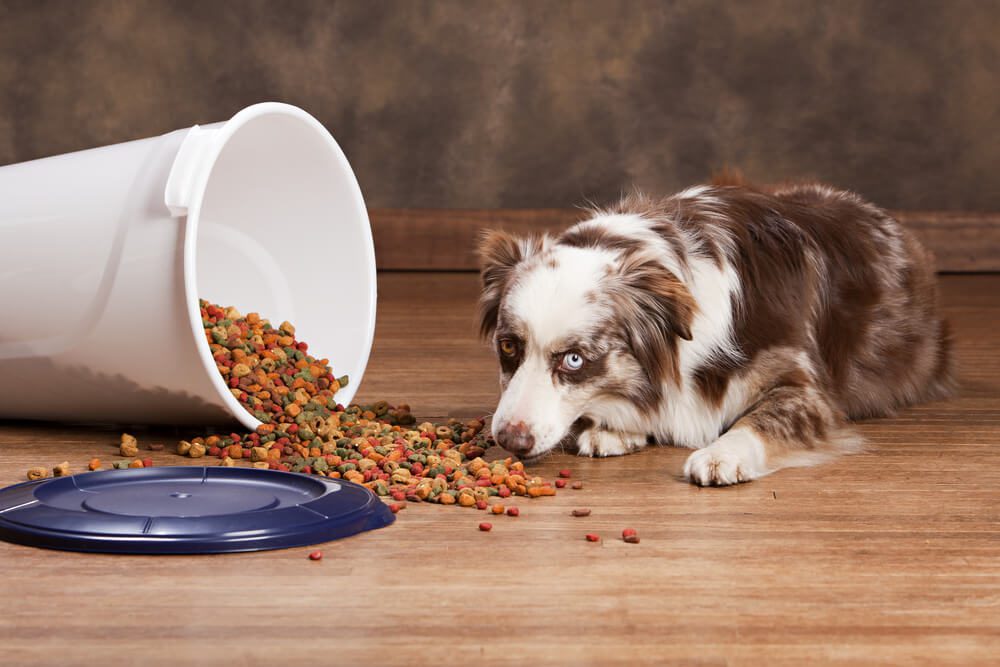 best dog food container