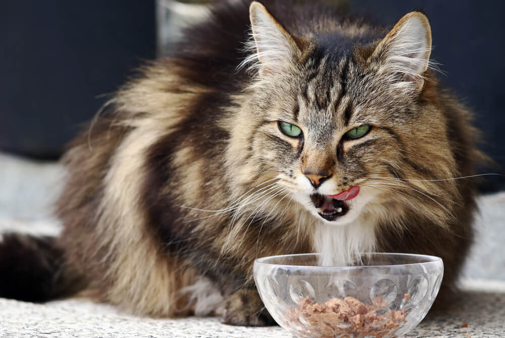 cat licking its lips and eating cat food