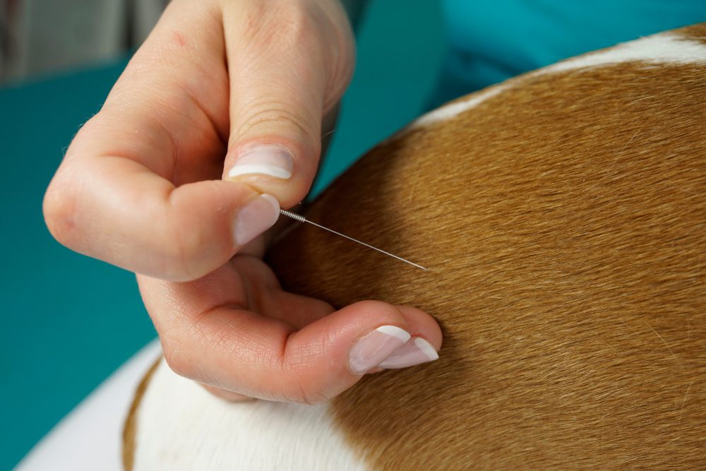 acupuncture for dogs