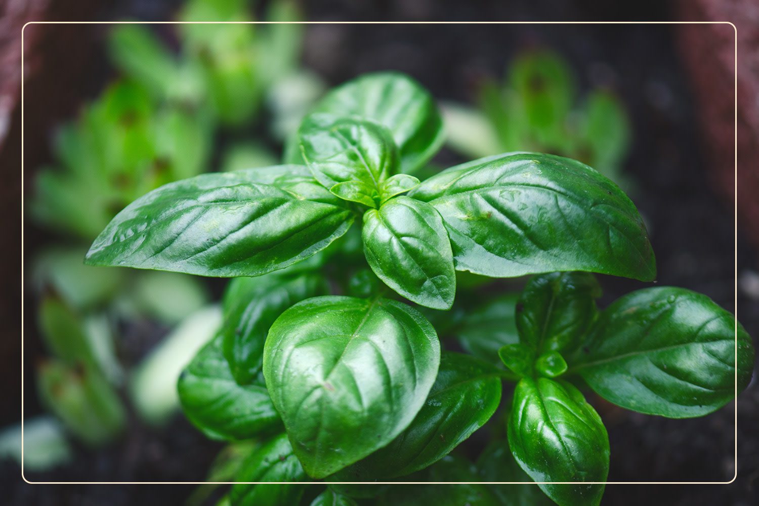 a closeup of basil, which is a nontoxic herb to pets