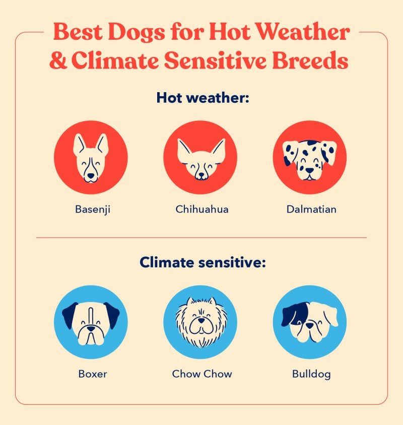 A list of the best dogs for hot weather and climate sensitive breeds