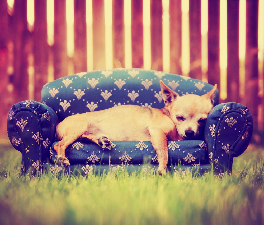 sofa dog beds