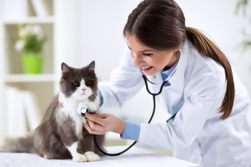 causes of cat health issues