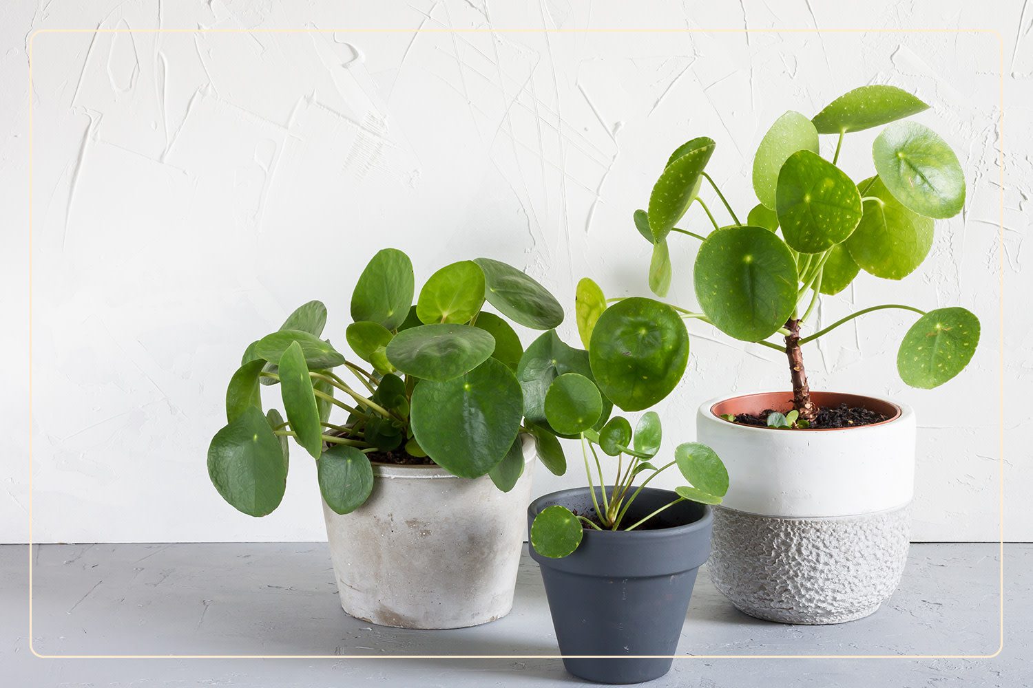 three Chinese Money Plants (Pilea peperomioides), which are pet-friendly houseplants, grow indoors in concrete, white, and matte black planters
