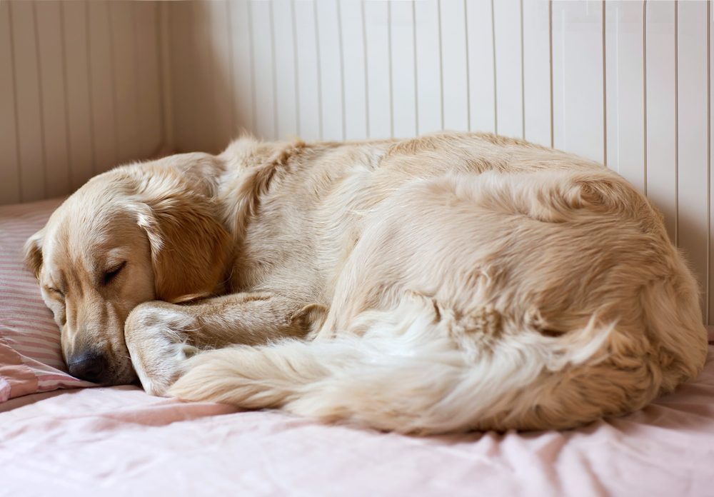 dog beds for Golden Retrievers