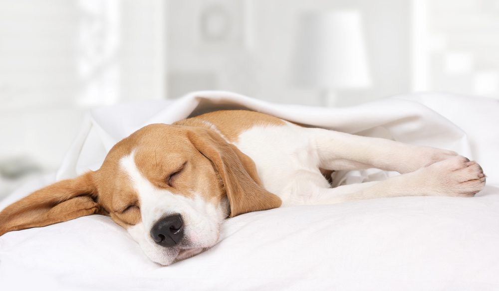 dog beds for beagles